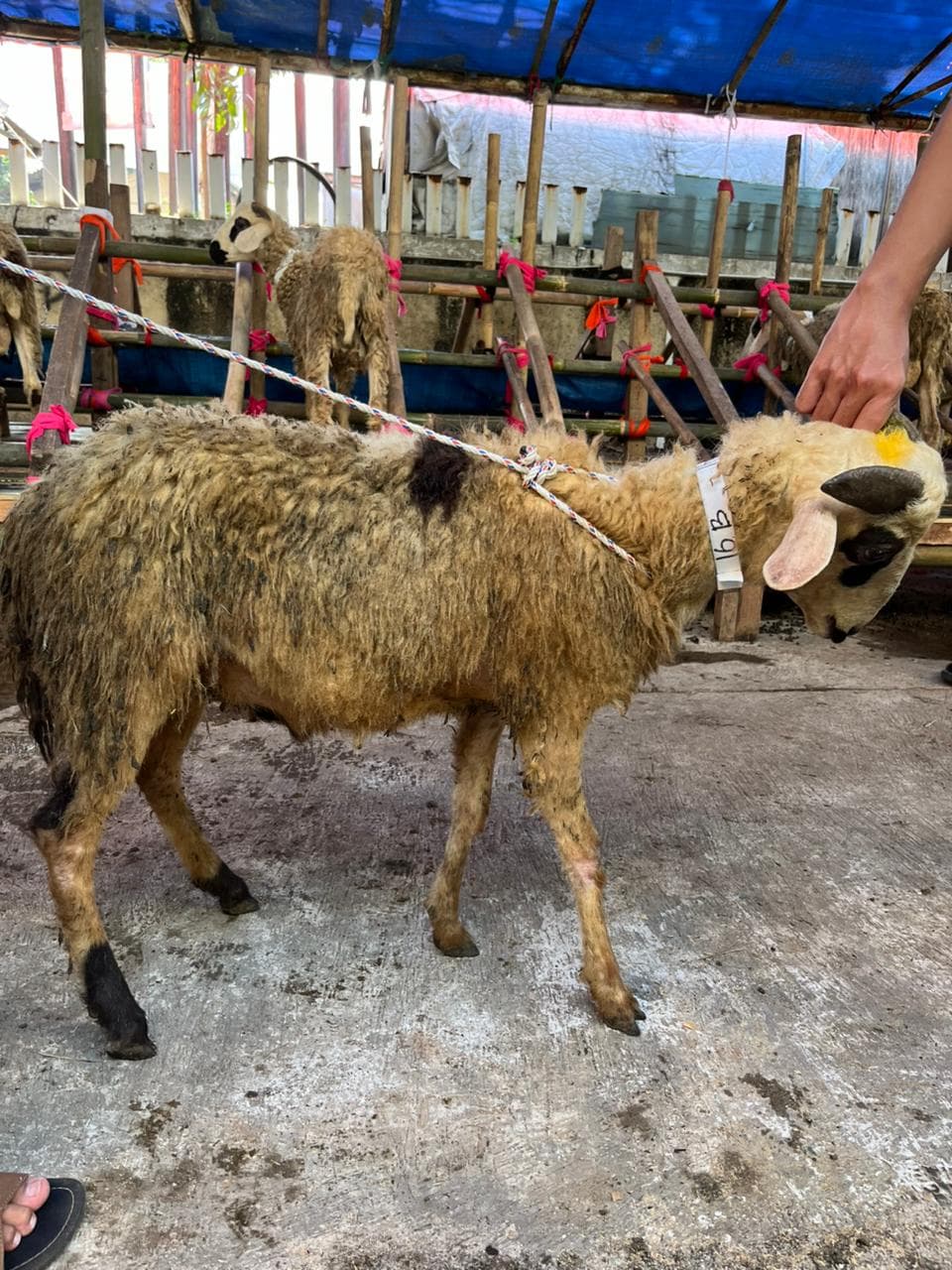 Domba B - 16 - Item 2