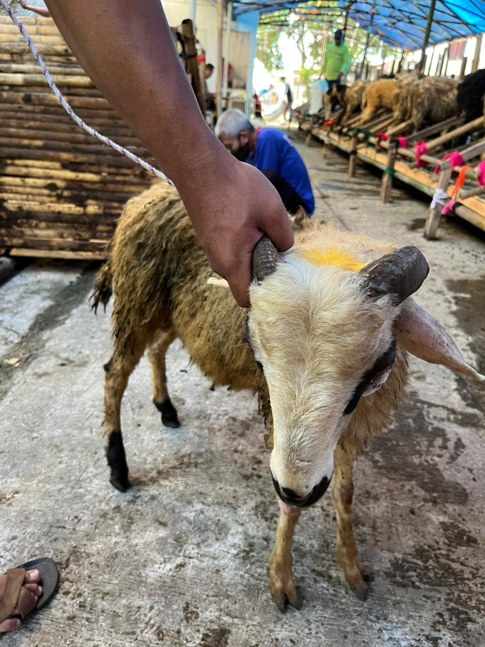 Domba B - 16 - Item 3