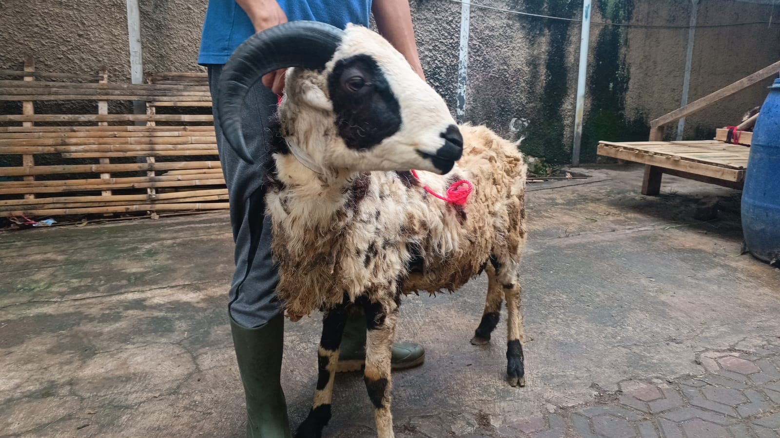 Domba SP3-37 - Item 2