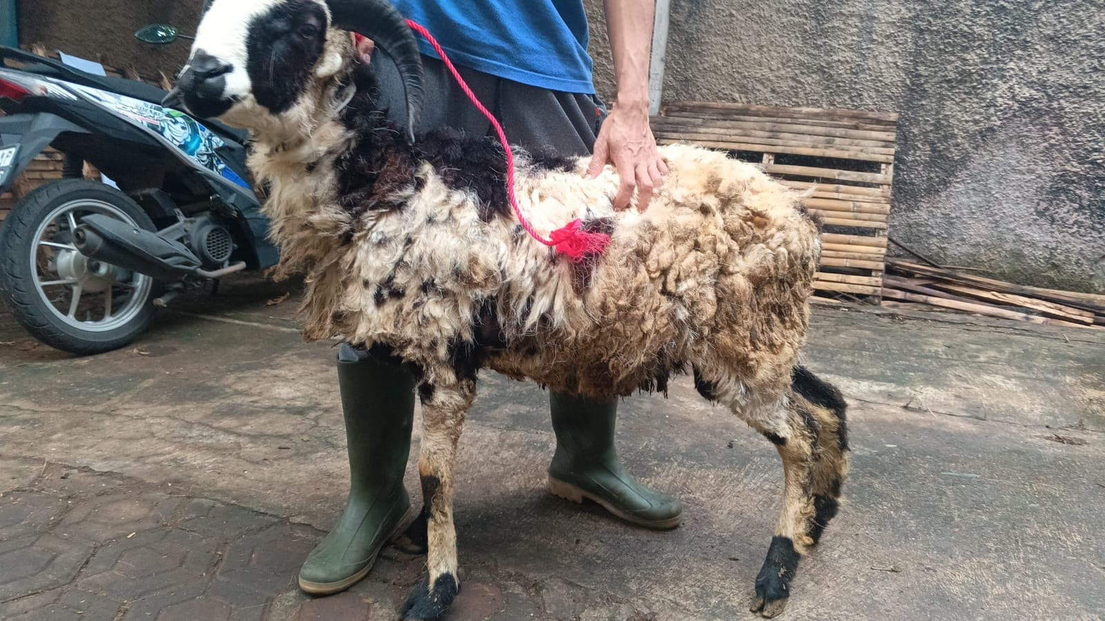 Domba SP3-37 - Item 3