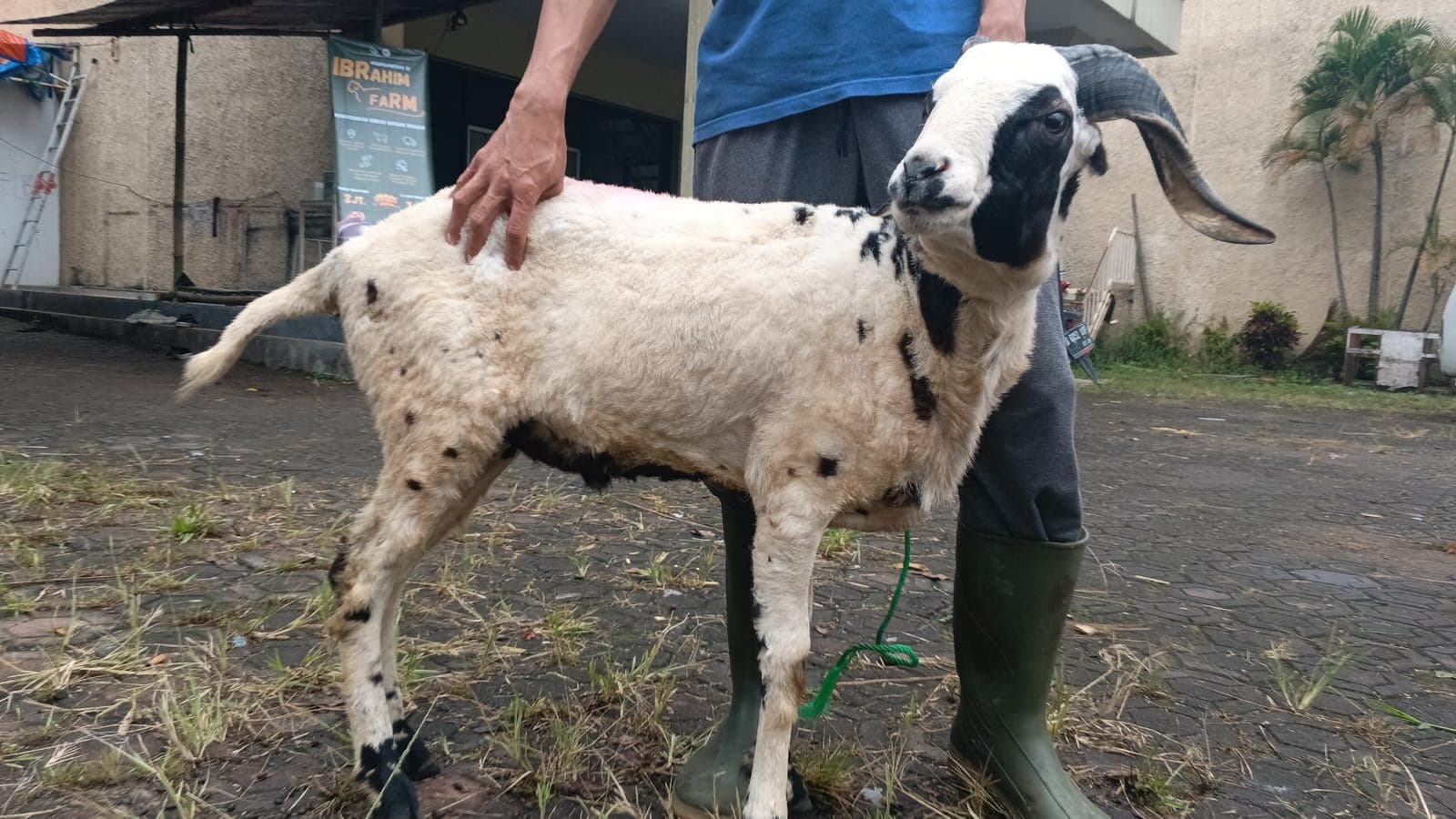 Domba SP2-34 - Item 2