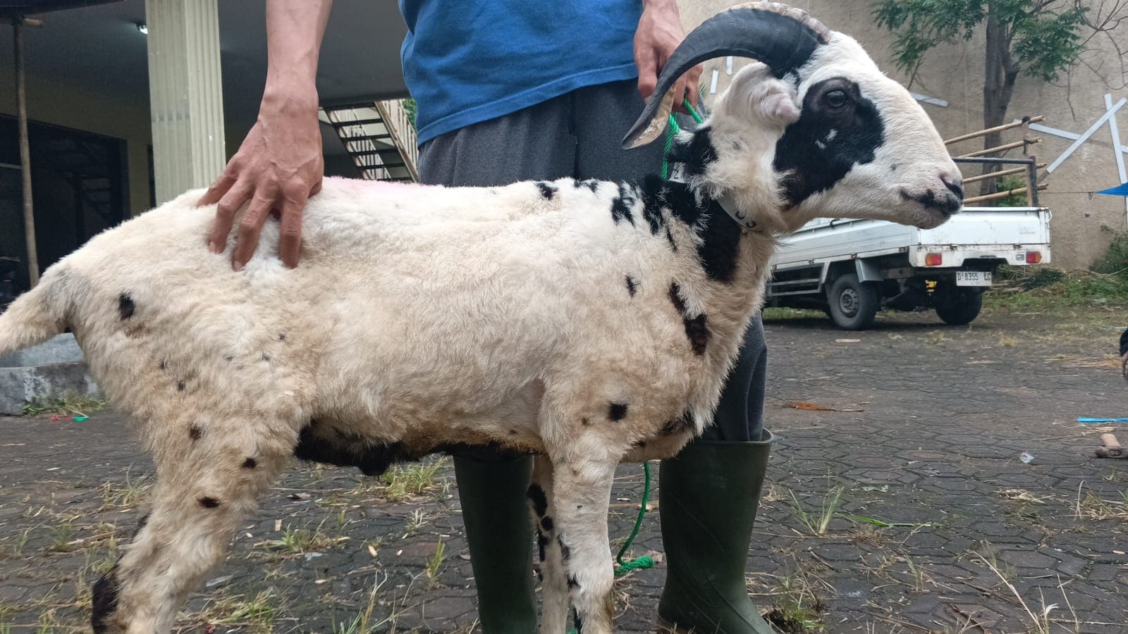 Domba SP2-34 - Item 3