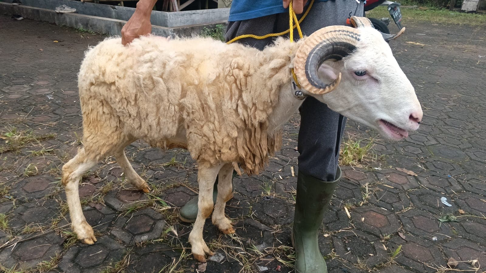 Domba SP2-28 - Item 2