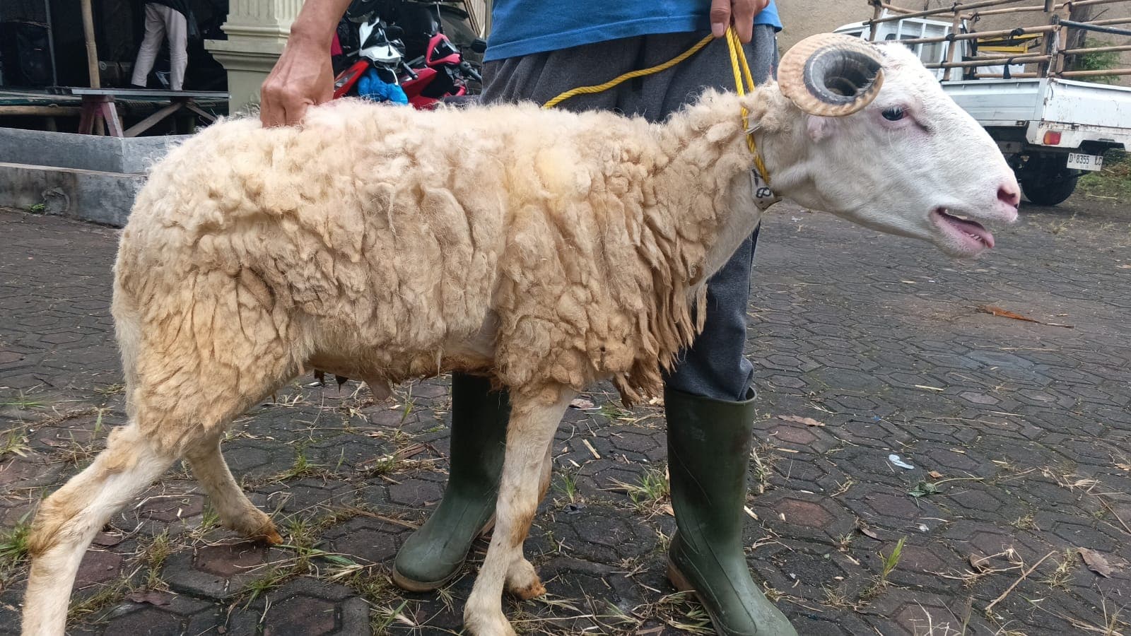 Domba SP2-28 - Item 3