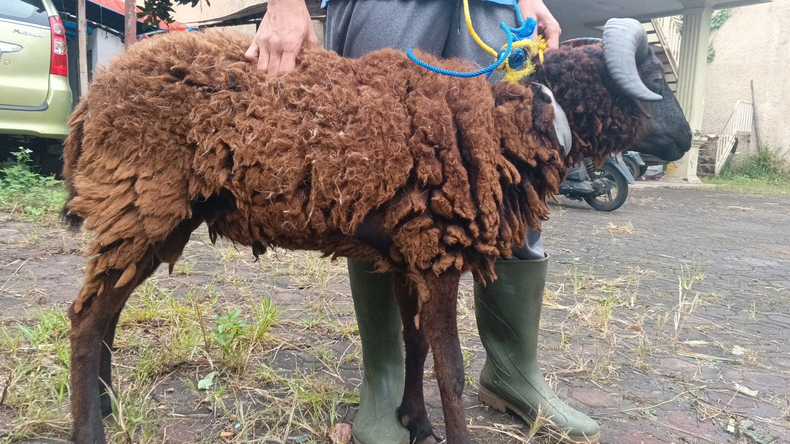 Domba SP1-22 - Item 2