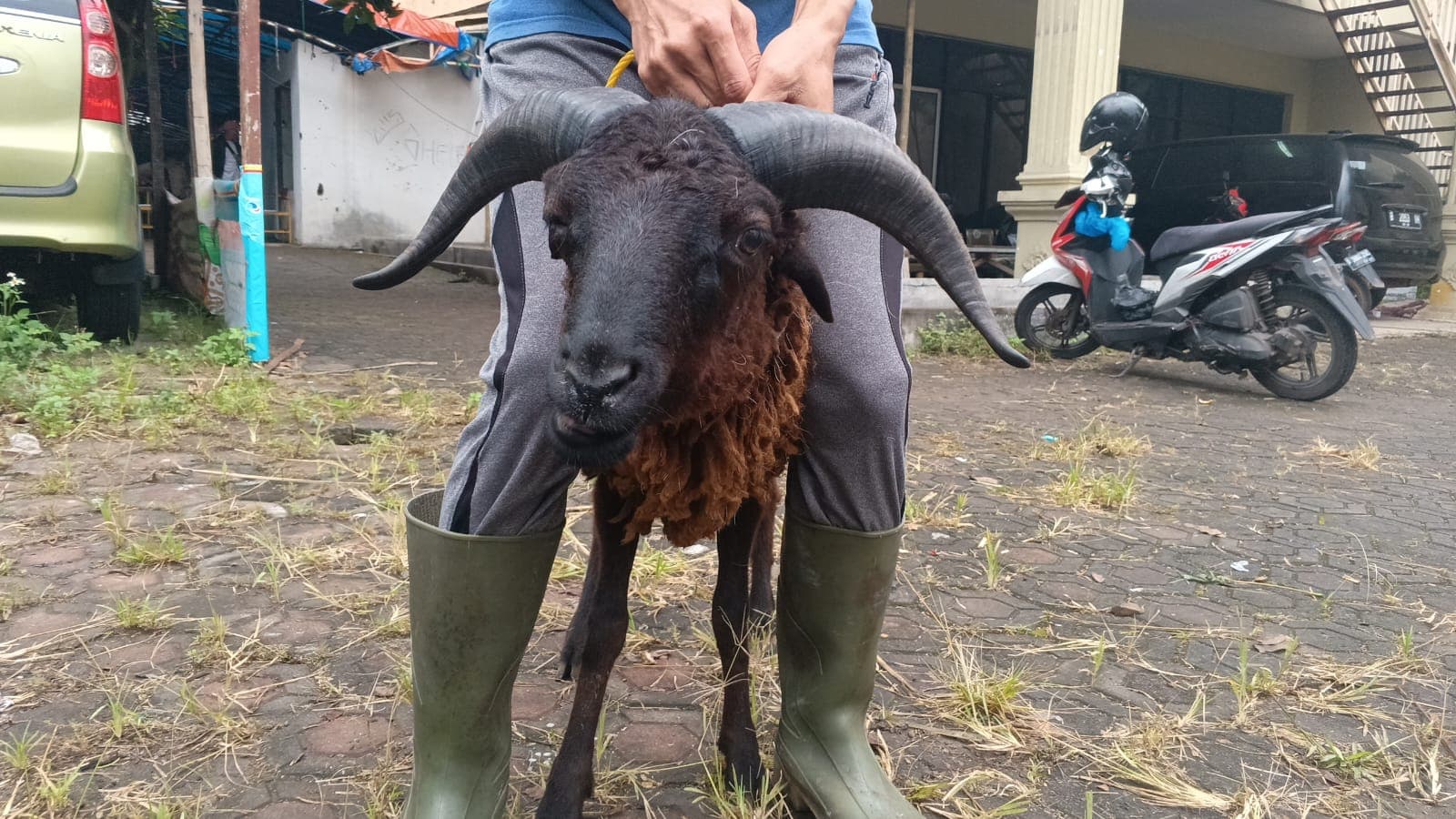 Domba SP1-22 - Item 3