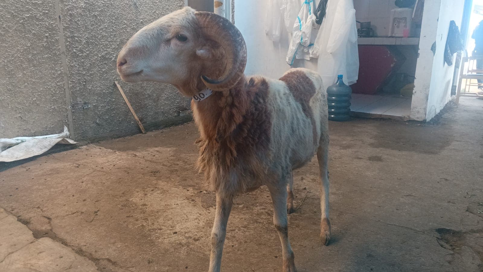 Domba sp3-90 - Item 2