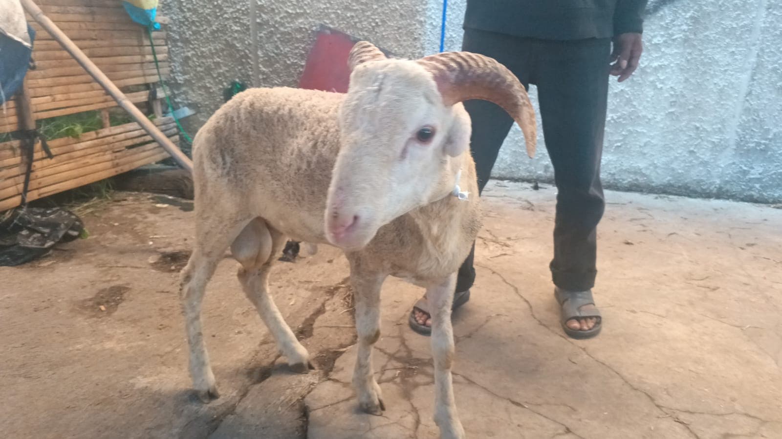 Domba sp1-80 - Item 2