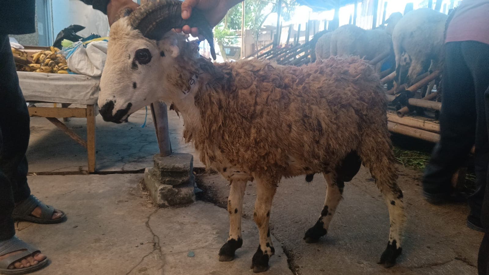 Domba sp1-76 - Item 3