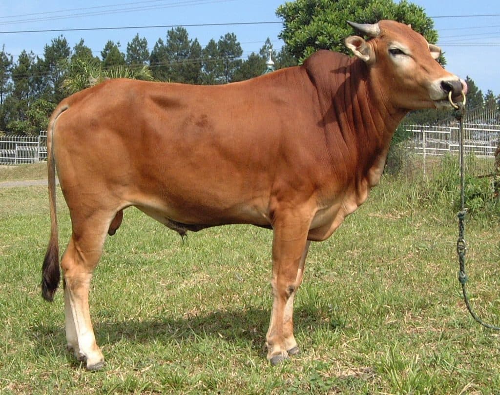 Sapi qurban pilihan Ibrahim Farm