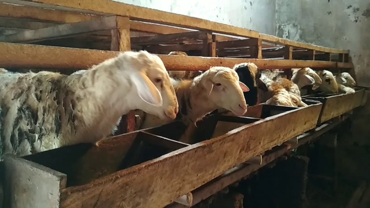 Sadaqah Qurban Ibrahim Farm